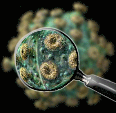 Disease AI